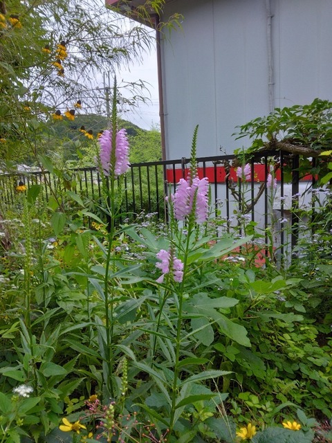 IMG_20220901_081153~3.jpg